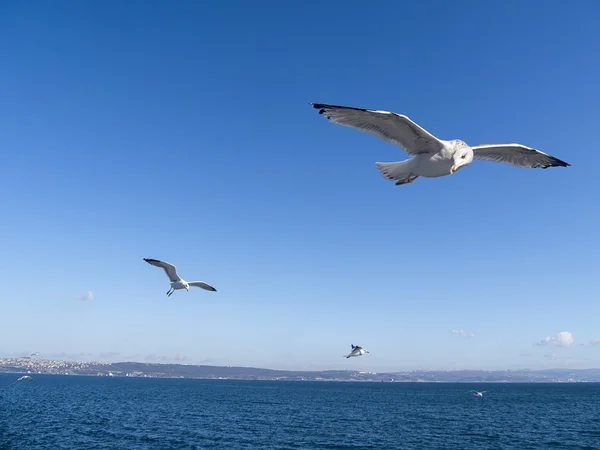  Yem balık okyanus üzerinde uçan kuşla