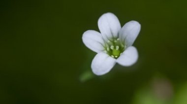 Parnassia cabulica (kabil bataklık yıldız) kır çiçekleri.