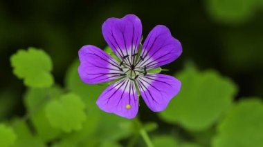 Wallich Sardunya (Sardunya wallichianum) kır çiçekleri.