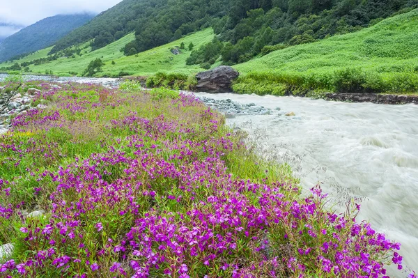 Valle de flores, India — Foto de Stock