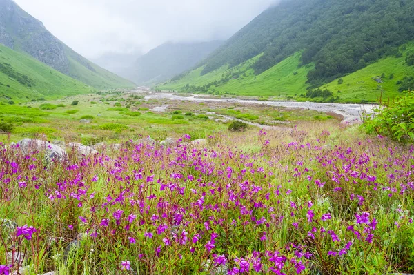 Valley of flowers , india — Stock Photo, Image