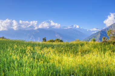yeşil çayır annapurna devre, nepal
