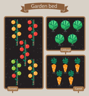 Sebze Bahçe planlayıcısı düz tasarım. Lahana, havuç, domates ile yataklar