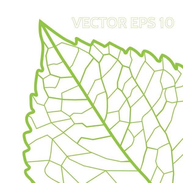 Hoja verde con venas — Vector de stock