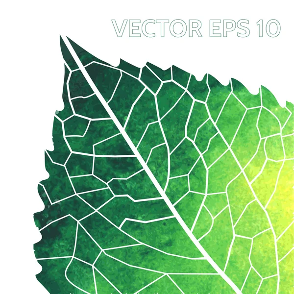 Akvarel zelený list — Stockový vektor