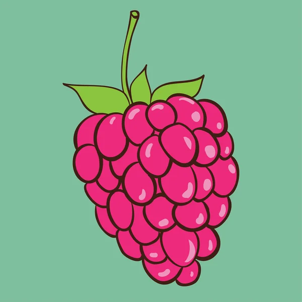 Ripe raspberry — Stock Vector