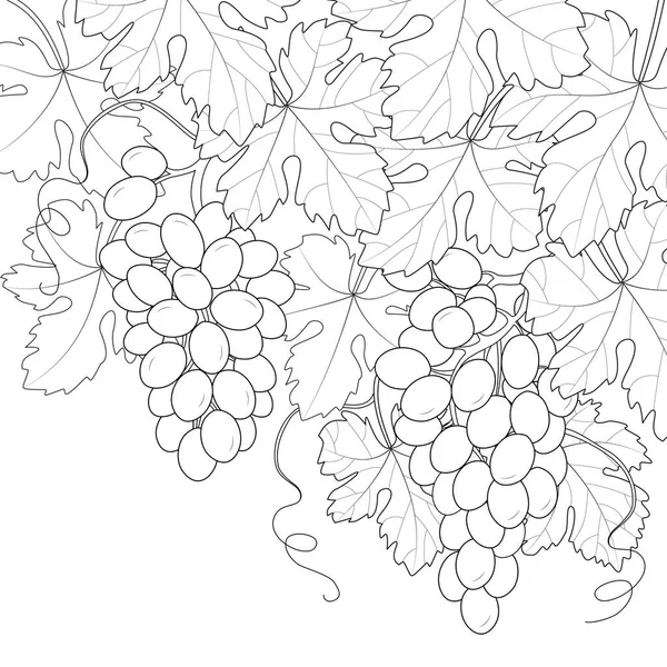 Druivenstok Met Trossen Druiven Zwart Wit Vector Illustratie — Stockvector