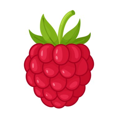 Yeşil yapraklı olgun kırmızı ahududu. El yapımı moda düz stil izole edilmiş. Gıda tasarımı, ambalaj, sağlıklı menüler ve yaz tasarımları için taze yaz çileği çizimi ideali. Vektör illüstrasyonu