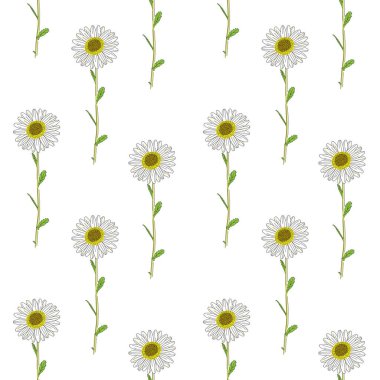 Çiçekler pürüzsüz desen, papatya çiçekleri beyaz duvar kağıdında çiçek açıyor..