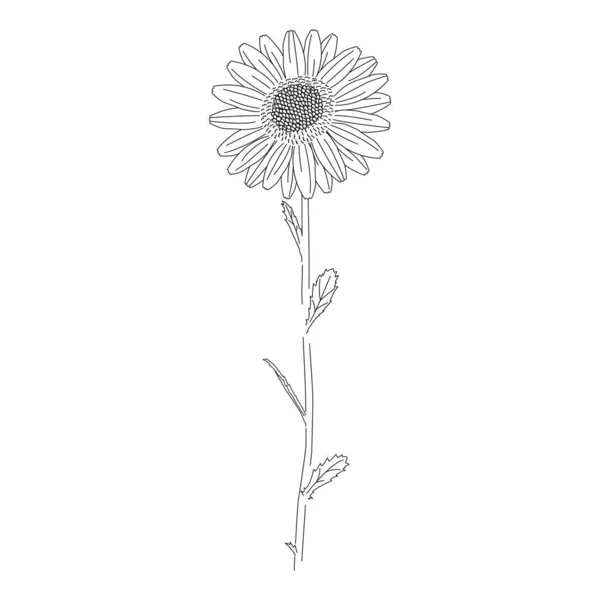 Gambar Garis Bunga Daisy Yang Tidak Dicat Elemen Bunga Ilustrasi - Stok Vektor