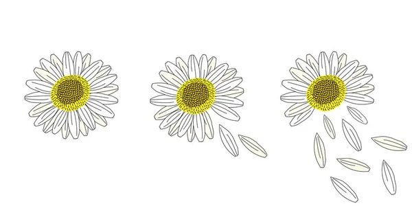 Line Drawings Daisy Flowers Floral Element Vector Illustrations Isolated — Stock Vector