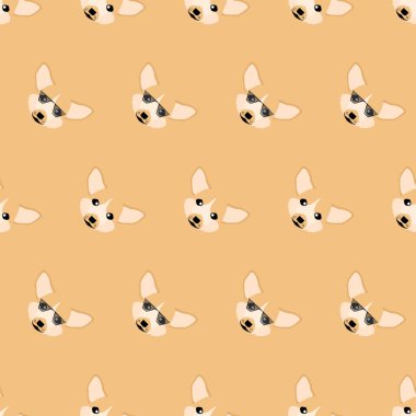 Köpek pürüzsüz, Corgi turuncu arka planda..