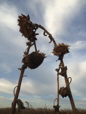 Dramatik ayçiçeği