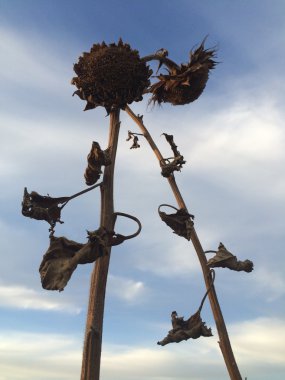 Dramatik ayçiçeği