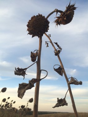 Dramatik ayçiçeği