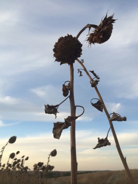 Dramatik ayçiçeği