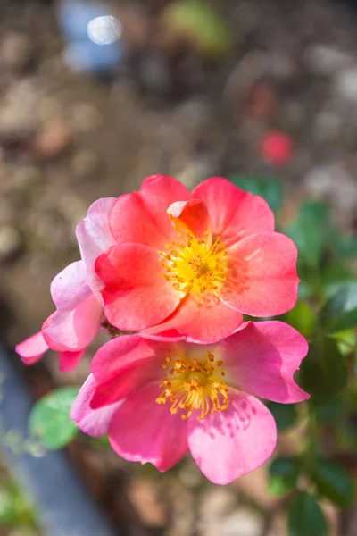 Pink chinese rose — Stock Photo, Image