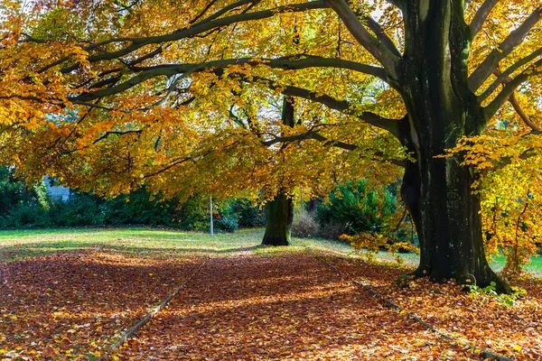 Золотое дерево и листья осенью — стоковое фото
