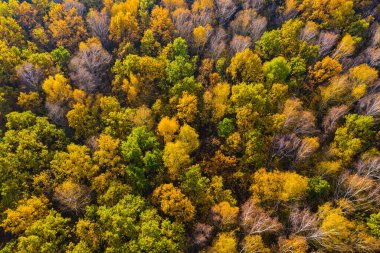 Yeşil ve sarı ağaçlı sonbahar ormanının yukarıdan görünüşü. Yaprak döken ve kozalaklı ormanların karışımı. Güzel sonbahar manzarası