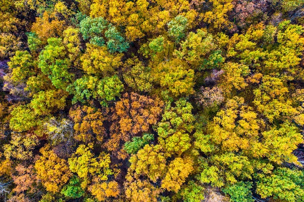 秋天的树林和树木 空中的景色 秋天的天空中无尽的森林和美丽的色彩 旅行和自然概念 — 图库照片