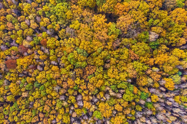 秋天的树林和树木 空中的景色 秋天的天空中无尽的森林和美丽的色彩 旅行和自然概念 — 图库照片