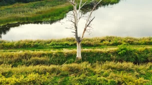 Kmen vysokého, suchého, starého a mrtvého stromu, pořízený kamerou odshora nahoru. Letecký pohled na následky lesních požárů. Podzimní krajina přírody z horního pohledu. — Stock video