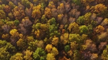 Yeşil ve sarı ağaçlı sonbahar ormanının yukarıdan görünüşü. Yaprak döken ve kozalaklı ormanların karışımı. Güzel sonbahar manzarası
