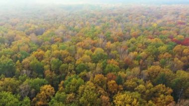 Yeşil ve sarı ağaçlı sonbahar ormanının yukarıdan görünüşü. Yaprak döken ve kozalaklı ormanların karışımı. Güzel sonbahar manzarası
