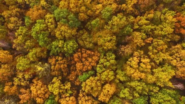 Vista aérea de arriba hacia abajo del bosque de otoño con árboles verdes y amarillos. Bosque mixto de hoja caduca y coníferas. Hermoso paisaje de otoño — Vídeos de Stock