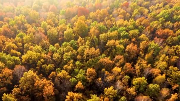 Вид сверху на осенний лес с зелеными и желтыми деревьями. Смешанные лиственные и хвойные леса. Красивые осенние пейзажи — стоковое видео