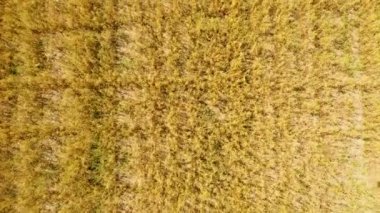 Güzel bir doğa manzarasının uçan insansız hava aracının, sağlıklı bir şekilde büyüyen fotoğrafı. Çiftliği olan güzel manzara.