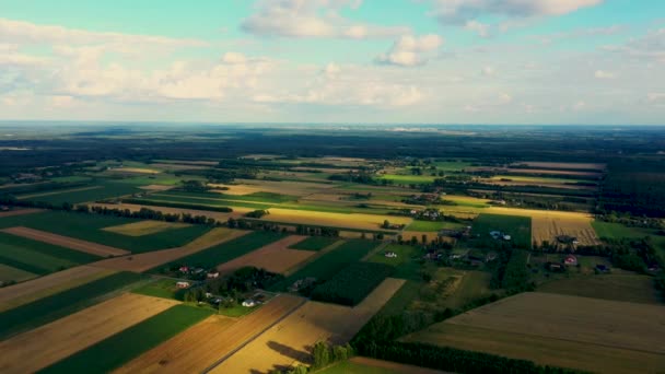 Formas geométricas abstractas de parcelas agrícolas de diferentes cultivos en colores amarillo y verde. Vista aérea disparar desde el dron directamente sobre el campo — Vídeos de Stock