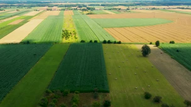 Formas geométricas abstratas de parcelas agrícolas de diferentes culturas em cores amarelas e verdes. Tiro da vista aérea do drone diretamente acima do campo — Vídeo de Stock