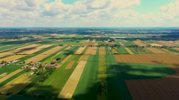 Formas geométricas abstractas de parcelas agrícolas de diferentes cultivos en colores amarillo y verde. Vista aérea disparar desde el dron directamente sobre el campo — Vídeos de Stock