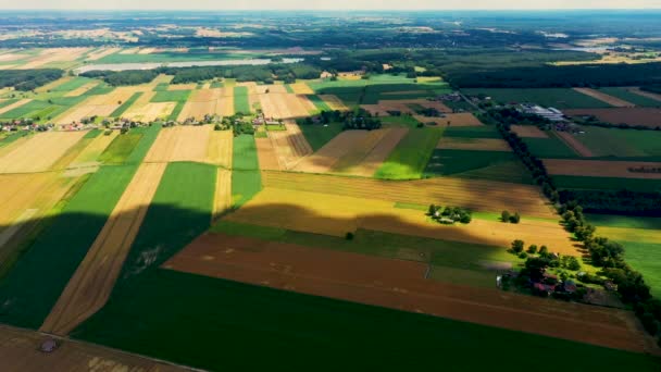 Franjas verticales de parcelas agrícolas de diferentes cultivos. Vista aérea disparar desde el dron directamente sobre el campo — Vídeos de Stock