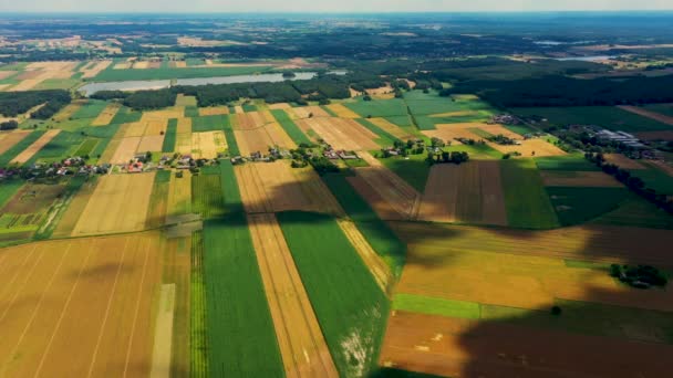 Listras verticais de parcelas agrícolas de diferentes culturas. Tiro da vista aérea do drone diretamente acima do campo — Vídeo de Stock