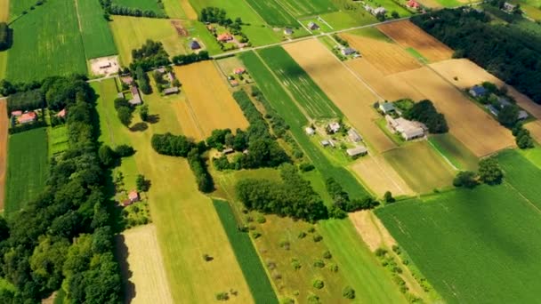 Különböző terményű mezőgazdasági parcellák függőleges csíkjai. Légi felvétel a drónról, közvetlenül a mező felett. — Stock videók