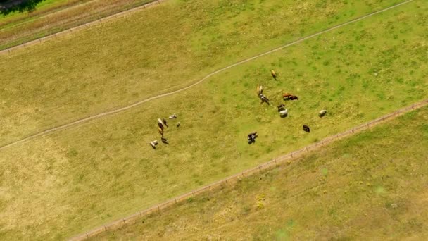 牧草地に放牧牛の空中ビュー。鳥目ビューから牛の群れ。田舎の農地上空のドローン飛行. — ストック動画