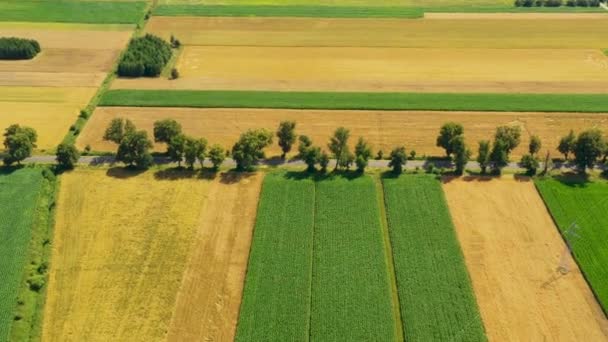 Zelená pole letecký výhled před sklizní v létě. Letecká doprava — Stock video