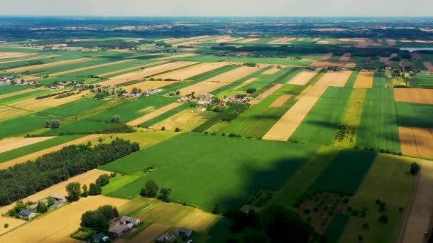 Зеленый абстрактный образ диагональных линий от различных культур в поле в начале лета, стрелять с беспилотника прямо над землей — стоковое видео