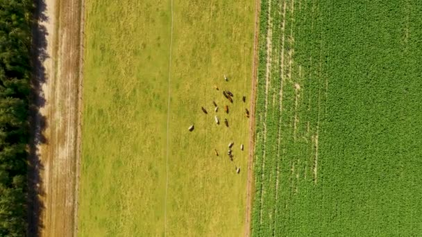 牧草地に放牧牛の空中ビュー。鳥目ビューから牛の群れ。田舎の農地上空のドローン飛行. — ストック動画