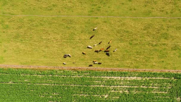 牧草地に放牧牛の空中ビュー。鳥目ビューから牛の群れ。田舎の農地上空のドローン飛行. — ストック動画