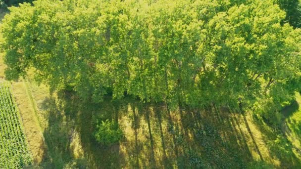 Zielony abstrakcyjny obraz linii ukośnych z różnych upraw na polu wczesnym latem, strzelać z drona bezpośrednio nad ziemią — Wideo stockowe