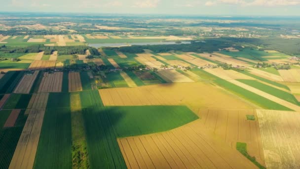 Зелене абстрактне зображення діагональних ліній з різних культур на полі на початку літа, стріляти з безпілотника прямо над землею — стокове відео