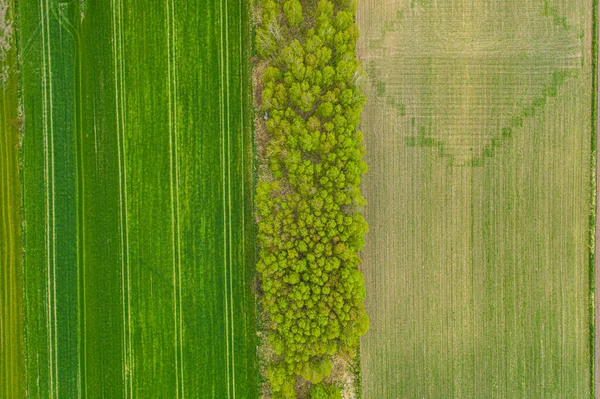 Zemědělská Půda Shora Letecký Snímek Svěží Zelené Soubor — Stock fotografie