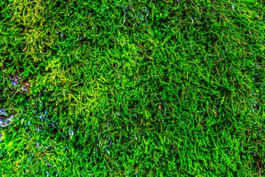 Dekoratif yeşil yosun yaratıcı arka plan olarak kullanılır, modern yaşam ve ofis alanlarının dekorasyonu, ren geyiği yosunlarının doğal dokusu. İçinde liken Cladonia Rangiferina olan duvar.