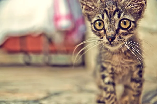 Симпатичный котенок с большими глазами - Stock Image — стоковое фото