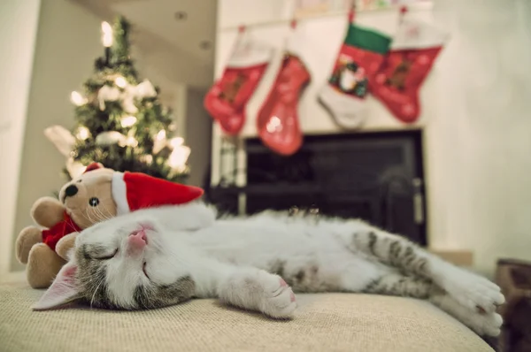 Merry Christmas cat. Ağacın altında yavru kedi. Noel Baba
