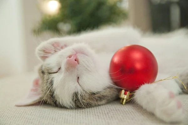 Küçük kedi biblo ile uyku