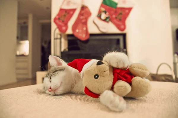 그의 크리스마스 장난감을가지고 자 하는 고양이. — 스톡 사진